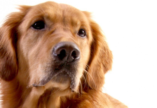 Anxi�t� de s�paration chez le chien : comment y mettre fin ?